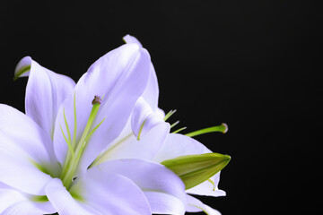 Violet lily flowers on black background, closeup. Funeral attributes