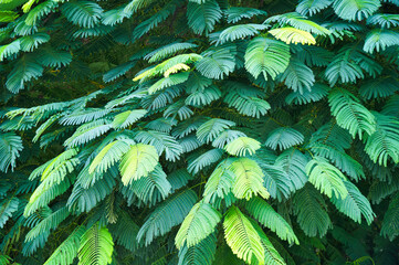 Embracing Nature's Symphony: The Majestic Beauty of the Albizia Julibrissina or Sit Tree Mimosa as a Stunning Background