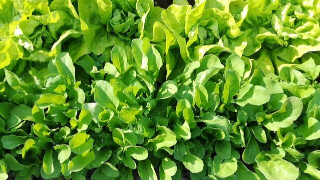 Rucola and lettuce in the garden. Agriculture. Environmentally friendly products. Organic farming. Natural background for blogs about healthy eating.