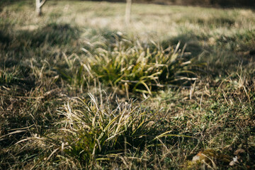 the beginning of spring and the forest