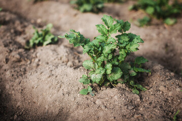 Potato seedlings growing in the soil with copy space for text. Selective focus. Home gardening. Potato field.