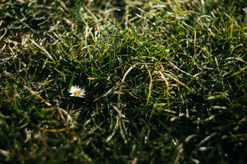 the beginning of spring and the forest