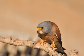 Rötelfalkenmännchen