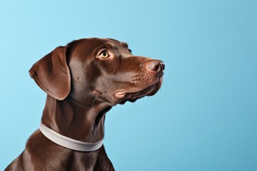 a brown dog with a collar