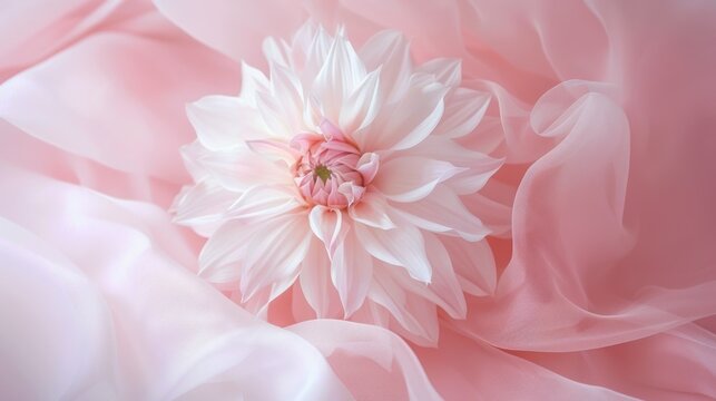 portrait of dahlia flowers on pink silk fabric AI generated image