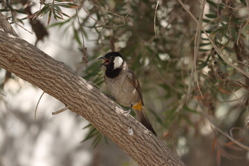 bulbul standing on twig tree