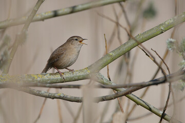 A wren in chorus