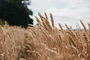 Fototapeta premium Low angle view of a wheat crop field.