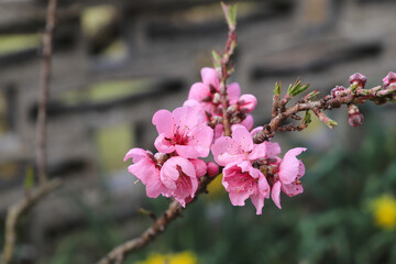 blossoming peach twigs - spring	
