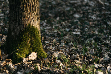 the trees are covered with moss. 
spring forest under the sun's will