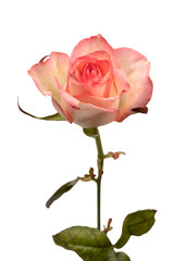 Obraz premium Pink and white beautiful rose isolated on a white background.