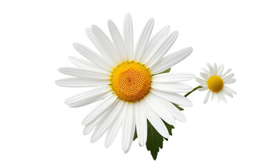 Daisy Petal Isolated on a Transparent Background