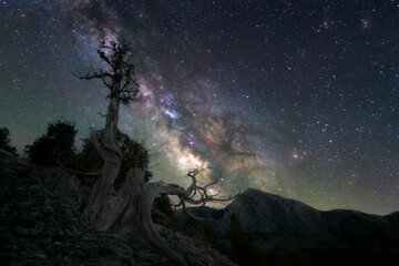 Old junipers survive on the limestone rock in the Sabinar de Peña Lampa with the milky way...