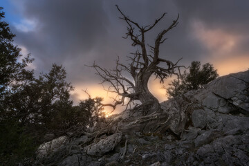 Old junipers survive on the limestone rock in the Sabinar de Peña Lampa