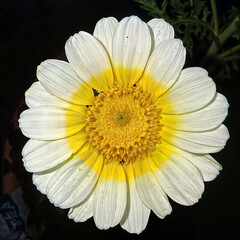 A beautiful white flower.