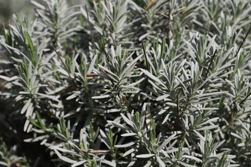 Close up of lavender bush in the garden. Nature background.
