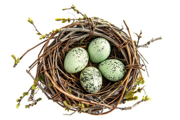 Naklejka na ściany i meble Green eggs in a nest