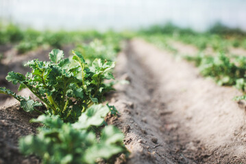Potato seedlings growing in the soil with copy space for text. Growing vegetables in the soil. Home...