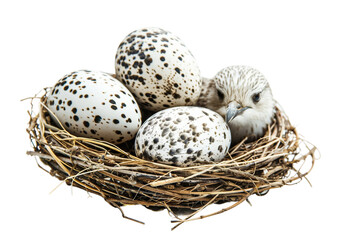 Naklejka na ściany i meble A nest with captivating white eggs