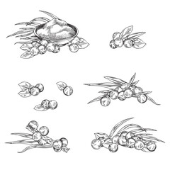 Acai berry collection, vector isolated on white background, sketch style.