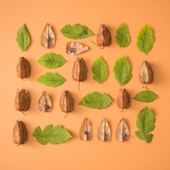 Creative concept of leaves and seeds with shell. Flat lay pttern layout.