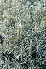 Close up of lavender bush in the garden. Nature background.