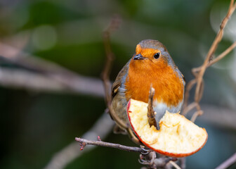 European Robin Red Breast (Erithacus rubecula) in National Botanic Gardens, Dublin, Ireland