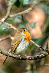 European Robin Red Breast (Erithacus rubecula) in National Botanic Gardens, Dublin, Ireland