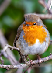European Robin Red Breast (Erithacus rubecula) in National Botanic Gardens, Dublin, Ireland