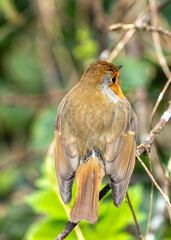 European Robin Red Breast (Erithacus rubecula) in National Botanic Gardens, Dublin, Ireland