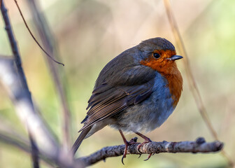 European Robin Red Breast (Erithacus rubecula) in National Botanic Gardens, Dublin, Ireland