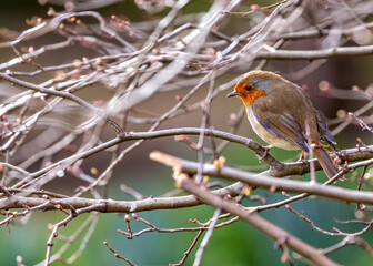 European Robin Red Breast (Erithacus rubecula) in National Botanic Gardens, Dublin, Ireland