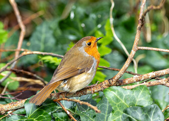 European Robin Red Breast (Erithacus rubecula) in National Botanic Gardens, Dublin, Ireland