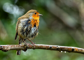 European Robin Red Breast (Erithacus rubecula) in National Botanic Gardens, Dublin, Ireland