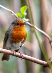 European Robin Red Breast (Erithacus rubecula) in National Botanic Gardens, Dublin, Ireland