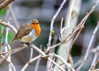 European Robin Red Breast (Erithacus rubecula) in National Botanic Gardens, Dublin, Ireland