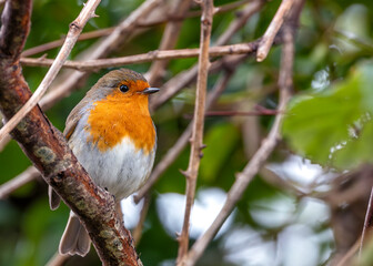 European Robin Red Breast (Erithacus rubecula) in National Botanic Gardens, Dublin, Ireland
