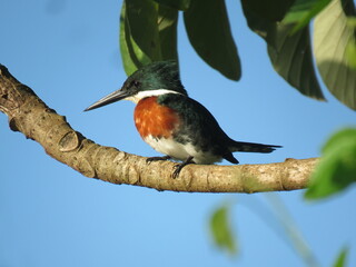 Male of Green Kingfisher (Chloroceryle americana - Martim-pescador-pequeno) in southeast of Brazil.
