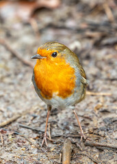 European Robin Red Breast (Erithacus rubecula) in National Botanic Gardens, Dublin, Ireland