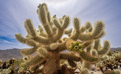 Cholla From Below