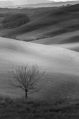 Beautiful landscape of Tuscany's green hills in monochrome, at the picturesque Val d' Orcia in the Chianti region, near Siena and Florence.