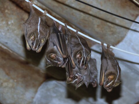 White-lined broad-nosed bat (Platyrrhinus lineatus / morcego de linha branca) in a shelter in an abandoned house in southeastern Brazil