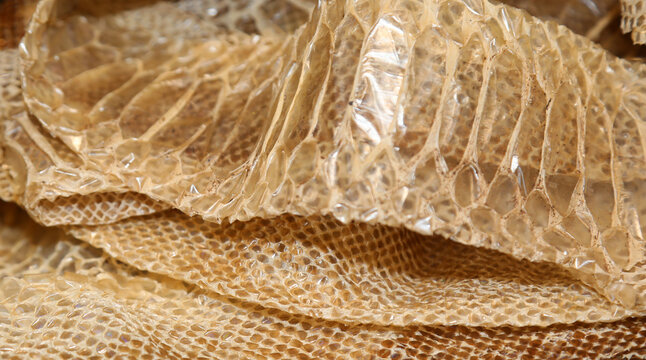 dry snake skin after molting with the scales of many geometric figures