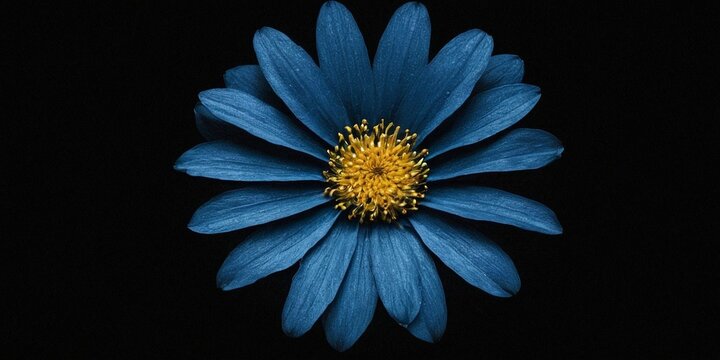 Blue flower on black background. Close-up. Floral background.