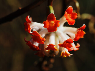 Edgeworthia Chrysantha