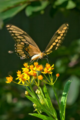 Black Swallowtail Feeding on Milkweed