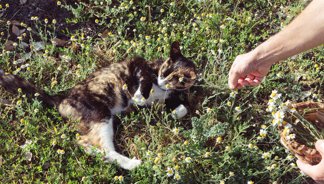 A cat is laying in a field of flowers and a person is feeding it. Scene is peaceful and serene, as the cat enjoys the company of the person and the beauty of the flowers