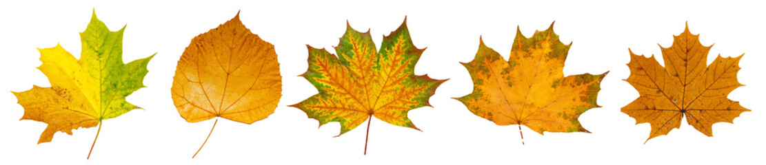 Naklejka na ściany i meble Set of autumn leaves isolated on transparent PNG background. High resolution.