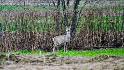 Deer © Piotr