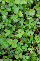 natural green clover field